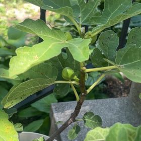 Photo of the plant species Hardy Fig Tree by @EssentialIvy32 named Newton on Greg, the plant care app