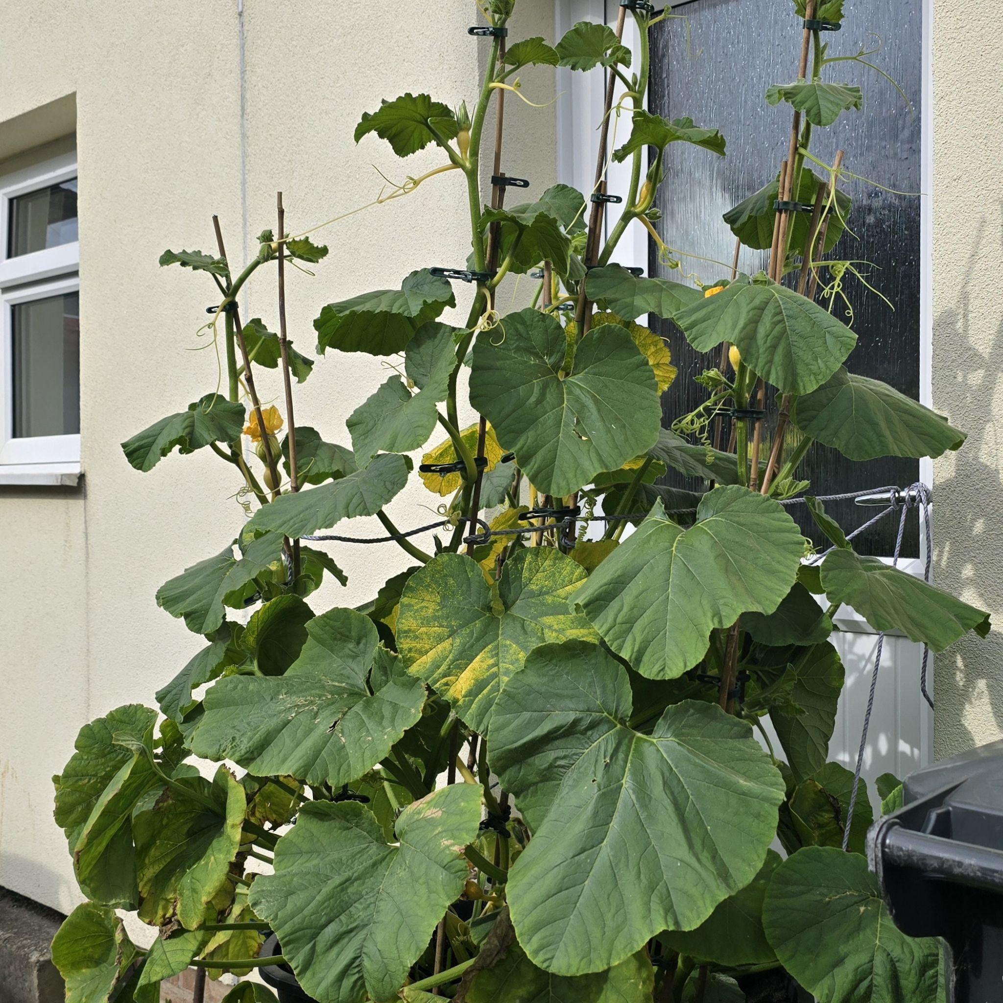 Photo of the plant species Mammoth Pumpkin by @SlinkyCowslip17 named Austen on Greg, the plant care app