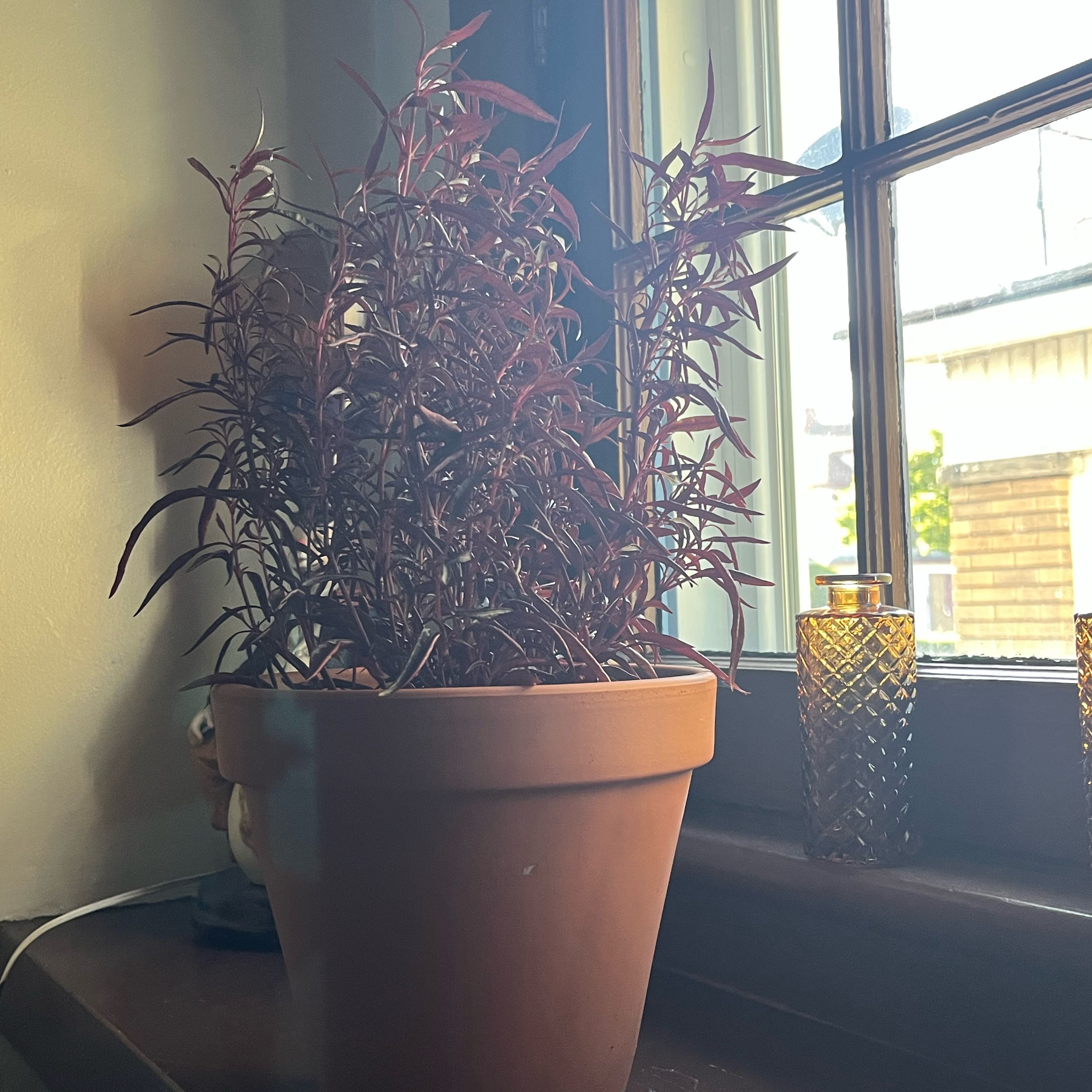 Photo of the plant species Mai Tai Alternanthera by @ZestChilli12 named Gates on Greg, the plant care app