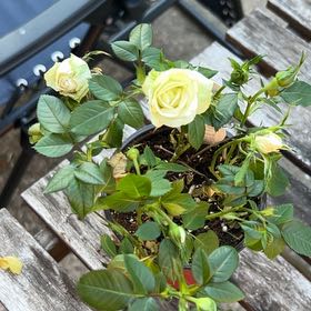 Photo of the plant species Miniature Rose by @FineCarrot30 named Zoey on Greg, the plant care app