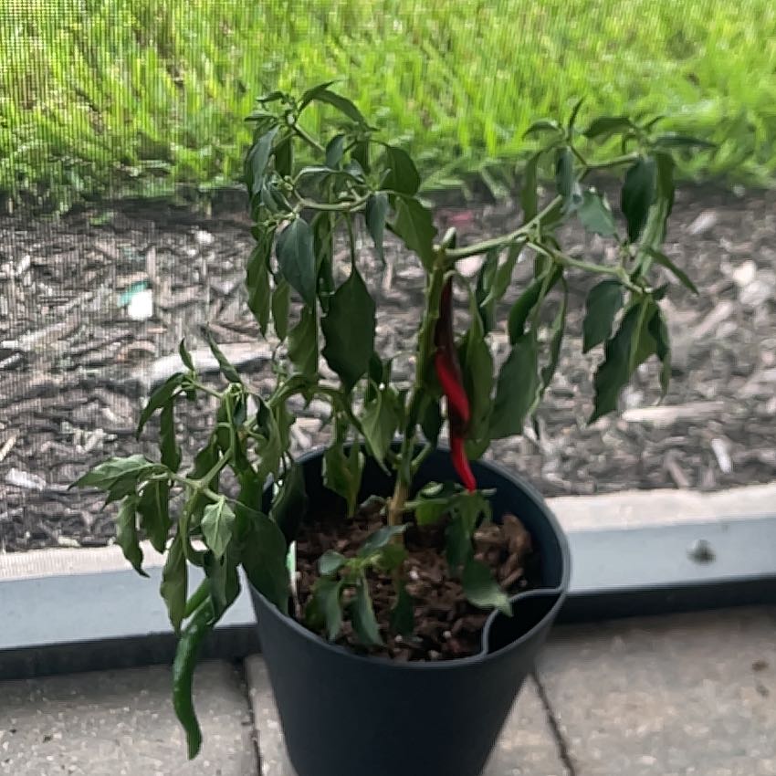 Photo of the plant species Cayenne Pepper by @ZappyWavycap62 named Morgan Treeman on Greg, the plant care app