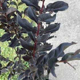 Photo of the plant species Crape Myrtle by @MaturingCapemay named James Dean on Greg, the plant care app