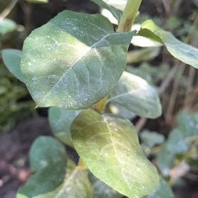 Photo of the plant species Honeysuckle by @ValidCatmint29 named Foxxy on Greg, the plant care app