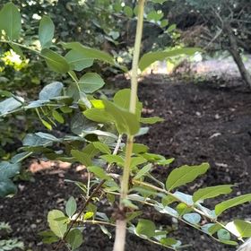 Photo of the plant species Chinese Privet by @ValidCatmint29 named Sigmund on Greg, the plant care app