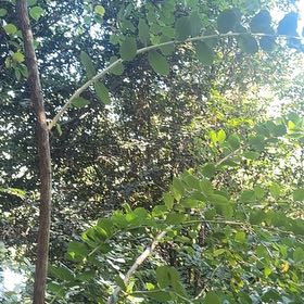 Photo of the plant species Black Locust by @ValidCatmint29 named Bigleef Smalls on Greg, the plant care app