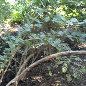 Photo of the plant species Chinese Privet by @ValidCatmint29 named Gates on Greg, the plant care app