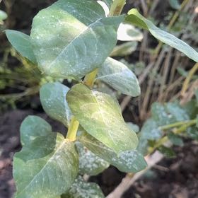 Photo of the plant species Tasmanian Blue Gum by @ValidCatmint29 named Fernie Saunders on Greg, the plant care app