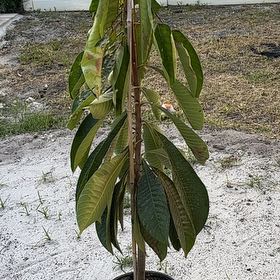 Photo of the plant species Cuban Mamey by @SolidPandan53 named Zeus on Greg, the plant care app