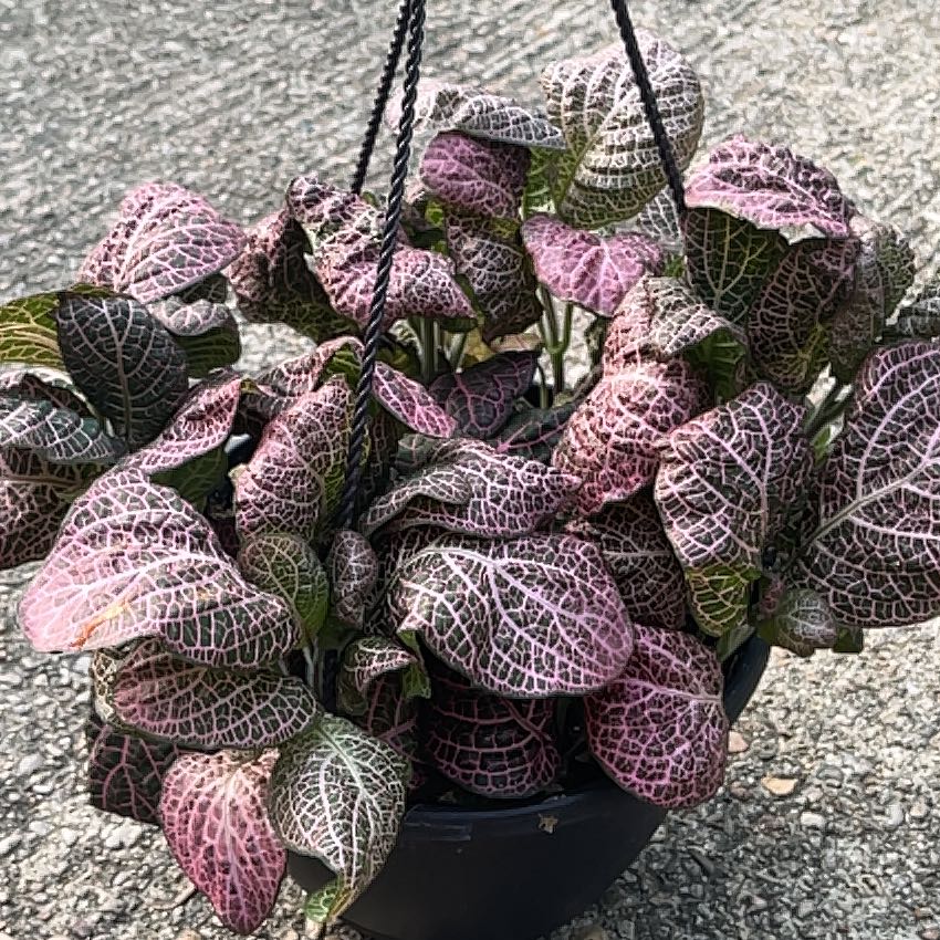 Photo of the plant species Pink Wave Nerve Plant by @AgelessPomelo55 named Shakira on Greg, the plant care app