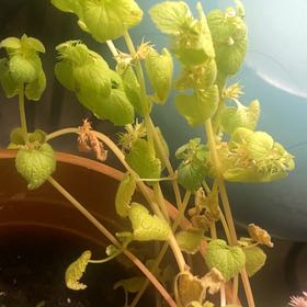 Photo of the plant species Dead Nettle by @CoolCoconut38 named Elle on Greg, the plant care app