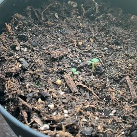 Photo of the plant species Baby P.J. by @ClearSeastock34 named Amber on Greg, the plant care app