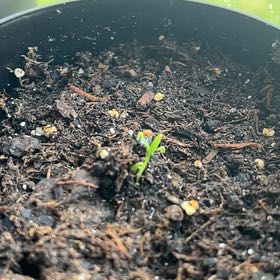 Photo of the plant species Italian Parsley by @ClearSeastock34 named Elvis on Greg, the plant care app