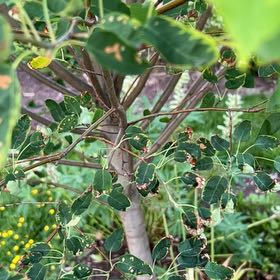 Photo of the plant species Canadian Serviceberry by @HelpfulRosemary named Athena on Greg, the plant care app