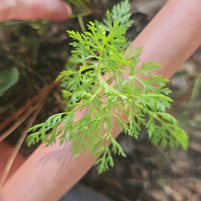 Photo of the plant species Southernwood by @FitHope3 named Beyonce on Greg, the plant care app