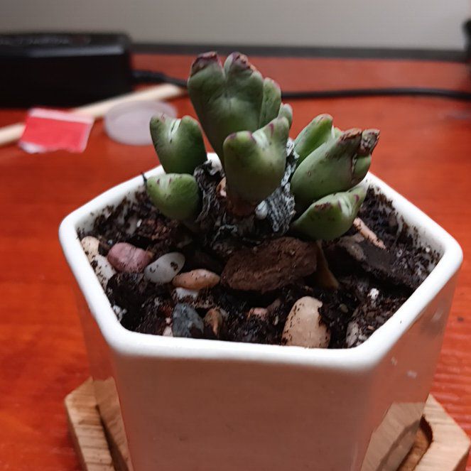 Photo of the plant species Living Pebble by @ExpertArugula27 named James Dean on Greg, the plant care app