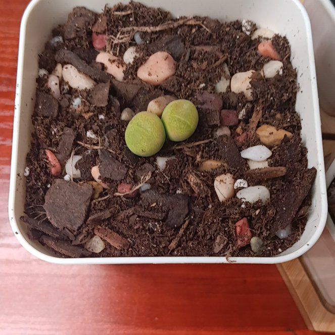 Photo of the plant species Conophytum subfenestratum by @ExpertArugula27 named Peter Parker on Greg, the plant care app