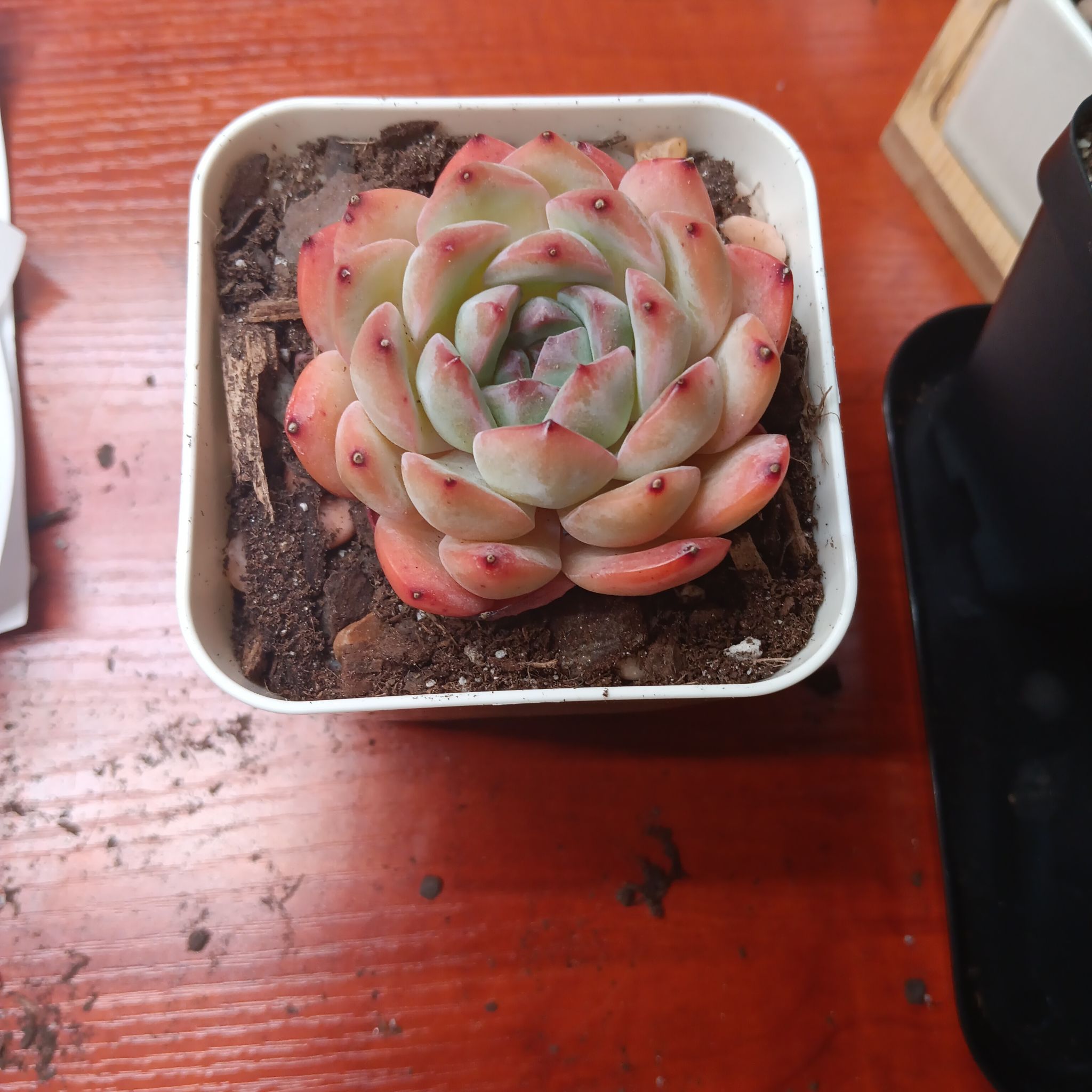 Photo of the plant species Strawberry Almond by @ExpertArugula27 named Gaga on Greg, the plant care app