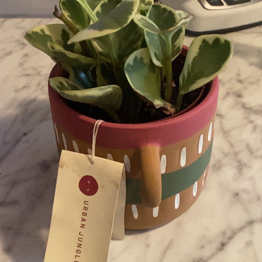 Photo of the plant species Brilla by @InuSydney named Marilyn on Greg, the plant care app