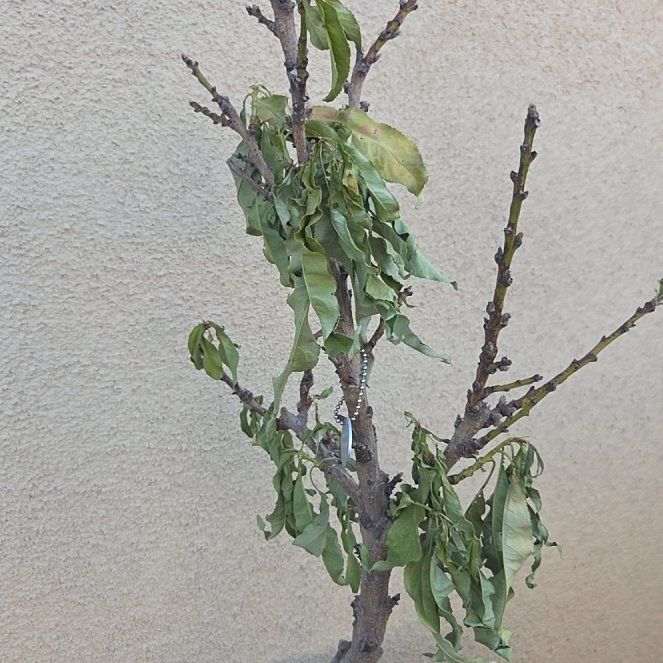 Photo of the plant species Fantasia Nectarine by @SweetRainbow75 named Garden Delight on Greg, the plant care app