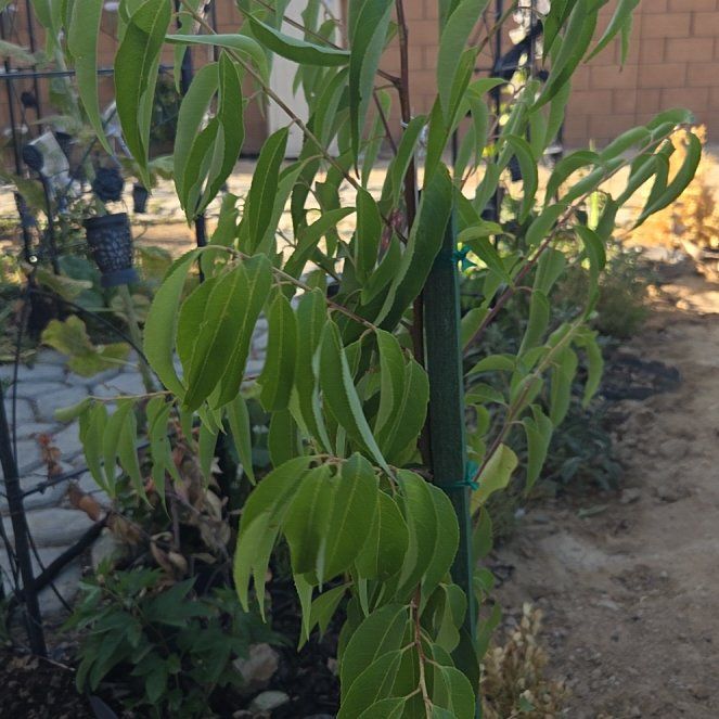 Photo of the plant species Capulin Cherry by @SweetRainbow75 named Capulin on Greg, the plant care app