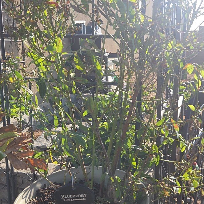 Photo of the plant species BlueBerry by @SweetRainbow75 named Pink Lemonade on Greg, the plant care app