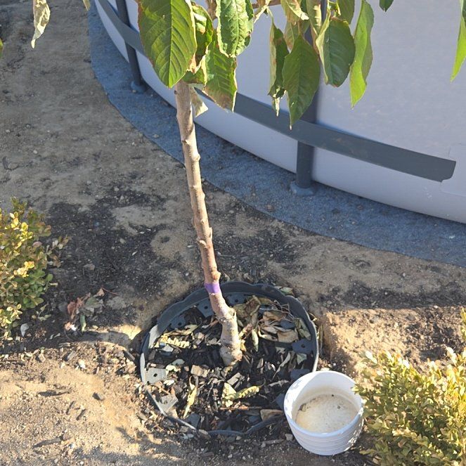 Photo of the plant species Bing Cherry Tree by @SweetRainbow75 named Bing on Greg, the plant care app