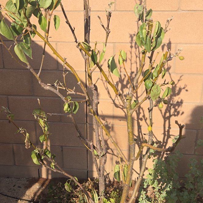 Photo of the plant species Asian Pear 'Eiko' by @SweetRainbow75 named 4 in 1 on Greg, the plant care app