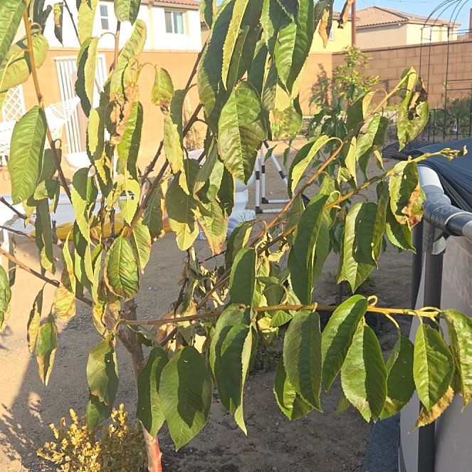 Photo of the plant species Bing Cherry Tree by @SweetRainbow75 named Stella on Greg, the plant care app