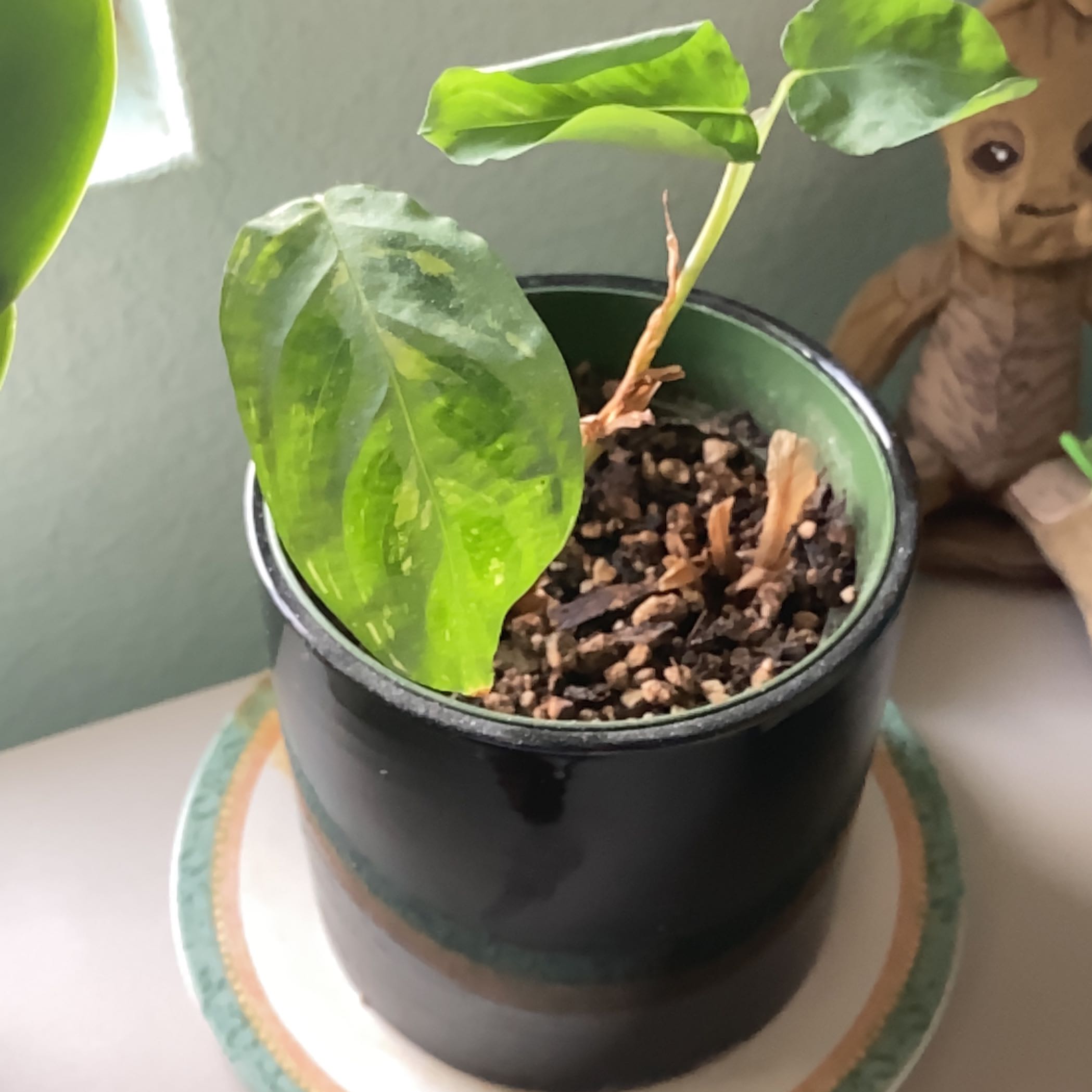 Healthy green prayer plant in ceramic pot, showing vibrant leaves with dark green striping. Soil visible in pot.