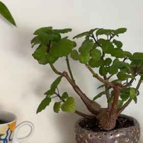 Photo of the plant species Bonsai Mint by @ShinyGoldenjade named Plato on Greg, the plant care app