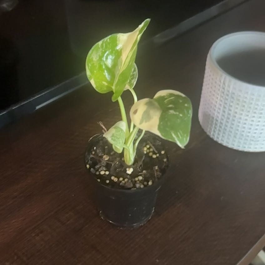 Photo of the plant species Monstera 'Creme Brulee' by @YiftCosmo36 named Katy Perry on Greg, the plant care app