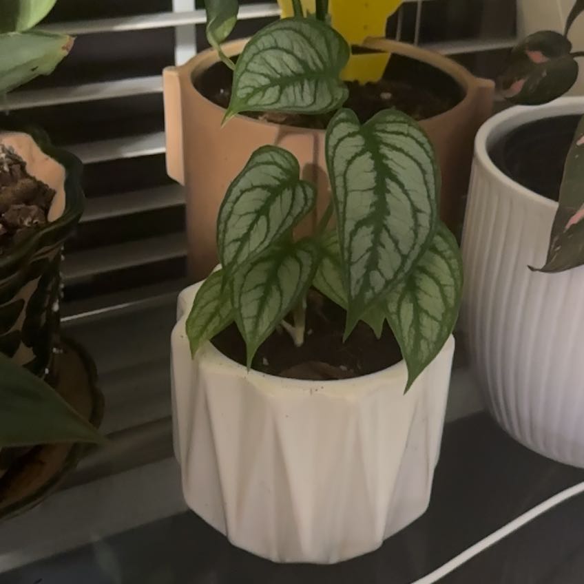Photo of the plant species monstera siltepecanna by @YiftCosmo36 named Hilary Duff on Greg, the plant care app