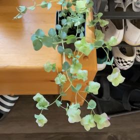 Photo of the plant species Ornamental Oregano by @YouthfulKale24 named Zeus on Greg, the plant care app