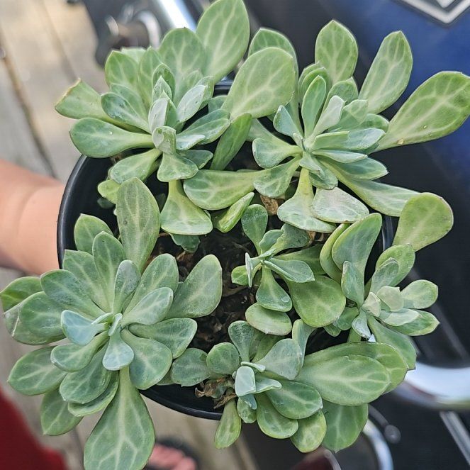 Photo of the plant species Senecio Obovatus by @UltraCashew85 named Bruce Lee on Greg, the plant care app
