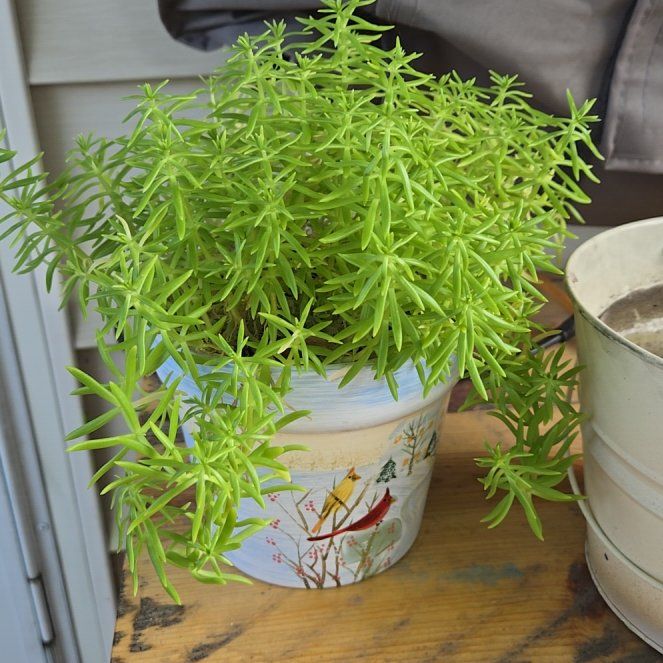 Photo of the plant species Lemon Ball Sedum by @PeakLungwort63 named Pax on Greg, the plant care app