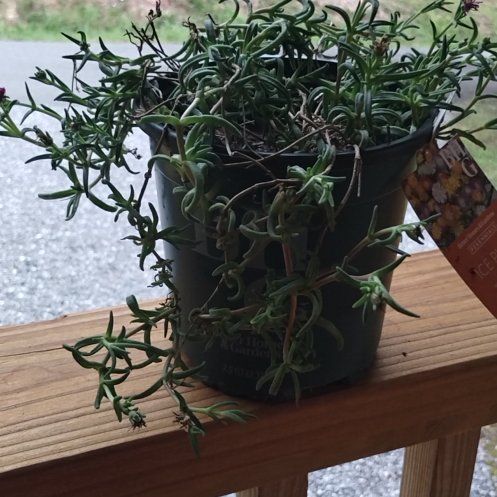 Photo of the plant species Wheels of Wonder 'Hot Pink Wonder' Ice Plant by @MarvelousSuncup named Gaga on Greg, the plant care app