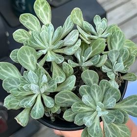 Photo of the plant species Senecio Obovatus by @AbleViszsla31 named Queen on Greg, the plant care app