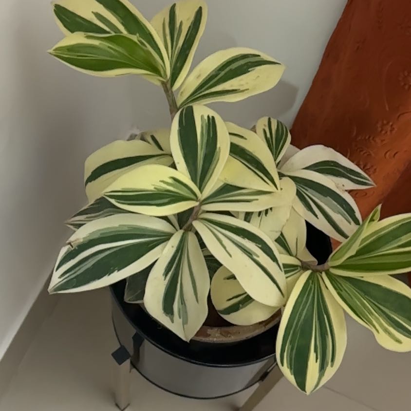 Photo of the plant species Variegated Spiral Ginger by @SuaveFantasy16 named Sahara on Greg, the plant care app