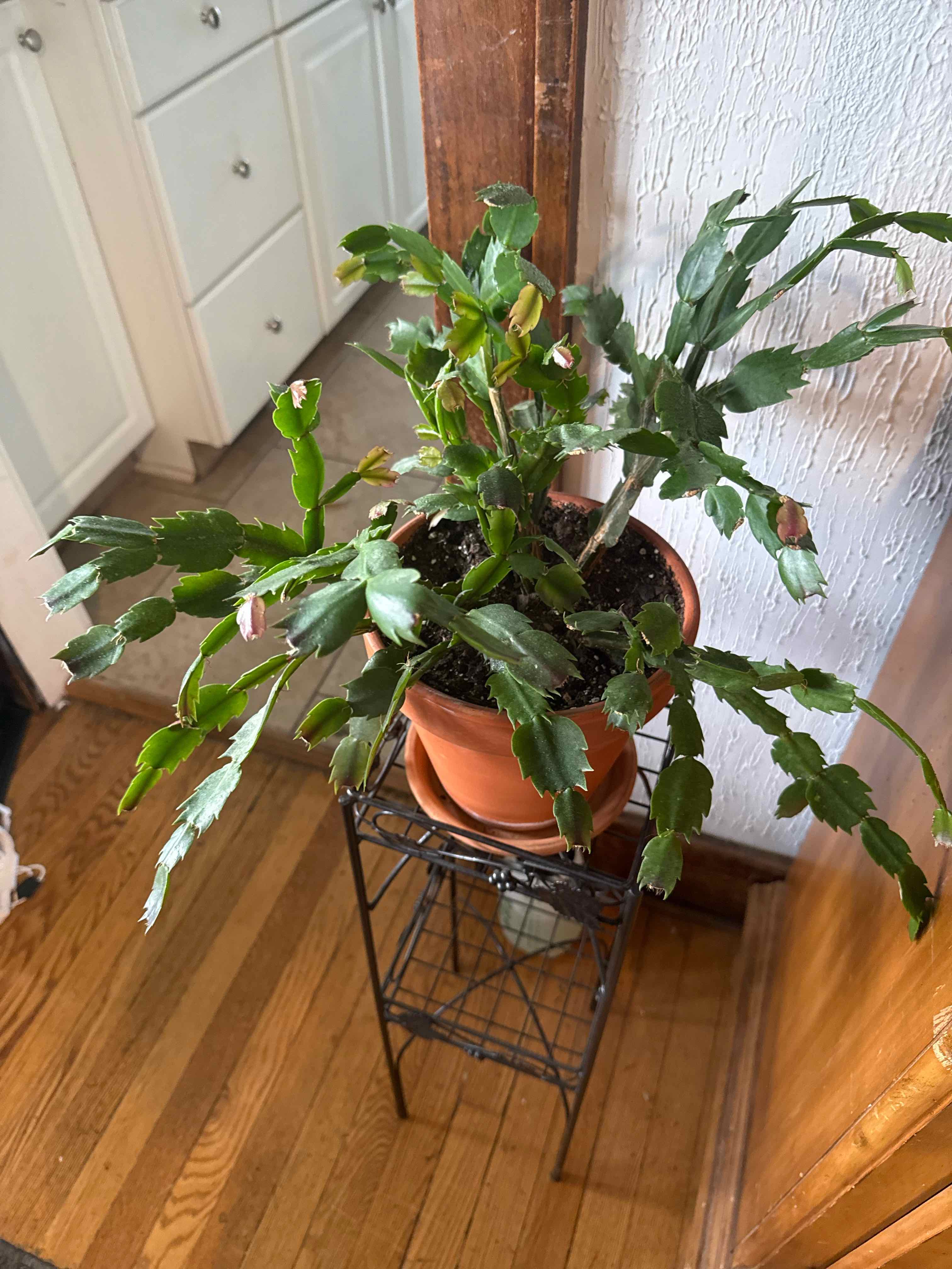 Photo of the plant species White Thanksgiving Cactus by @SirMandrake42 named Medusa on Greg, the plant care app