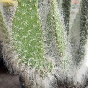 Photo of the plant species Prickly Pear Snow by @SirMandrake42 named James Dean on Greg, the plant care app