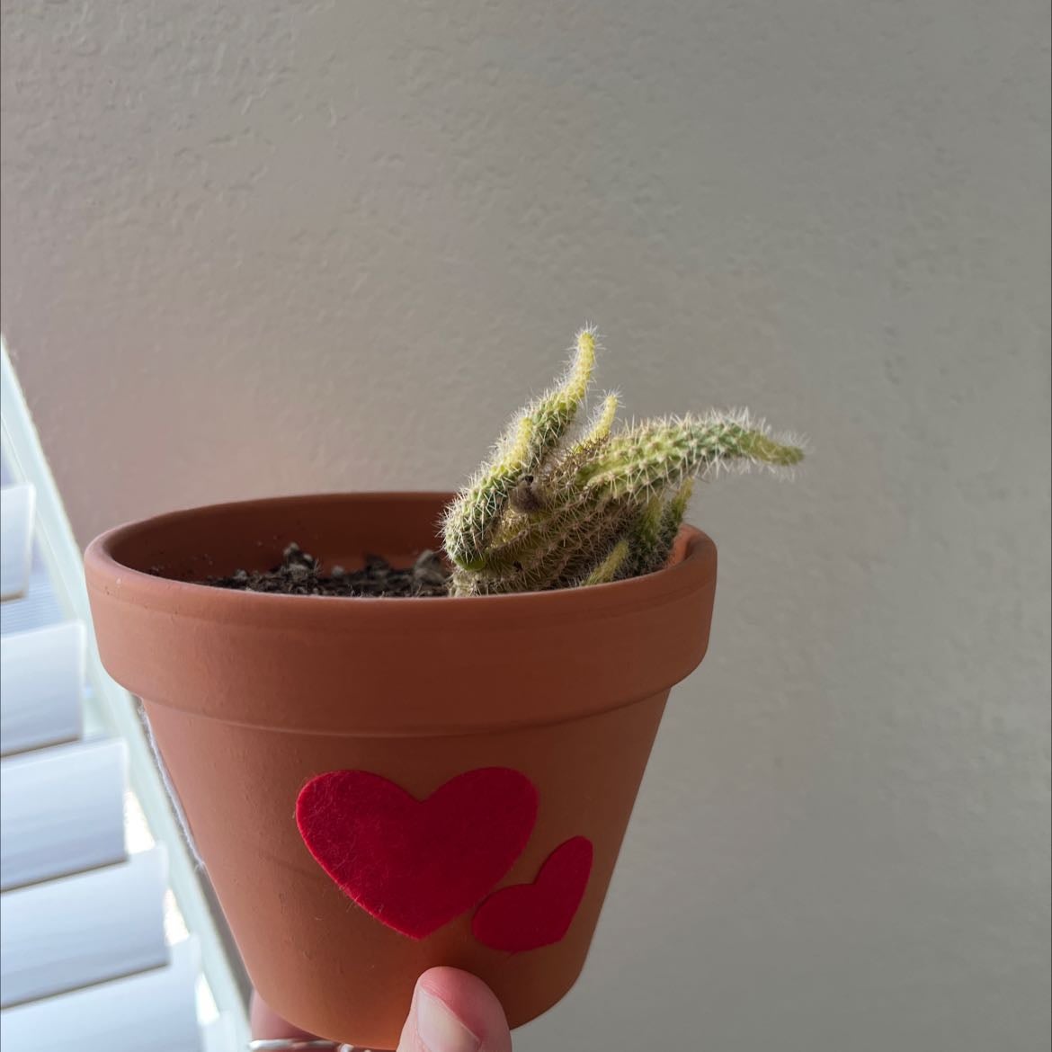 Potted Rattail Crassula plant with elongated stems in a terracotta pot with red hearts.