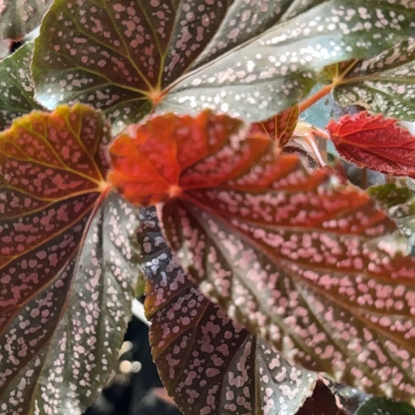Photo of the plant species Begonia 'Pink Spot' by @Drayahhh named Lucky on Greg, the plant care app