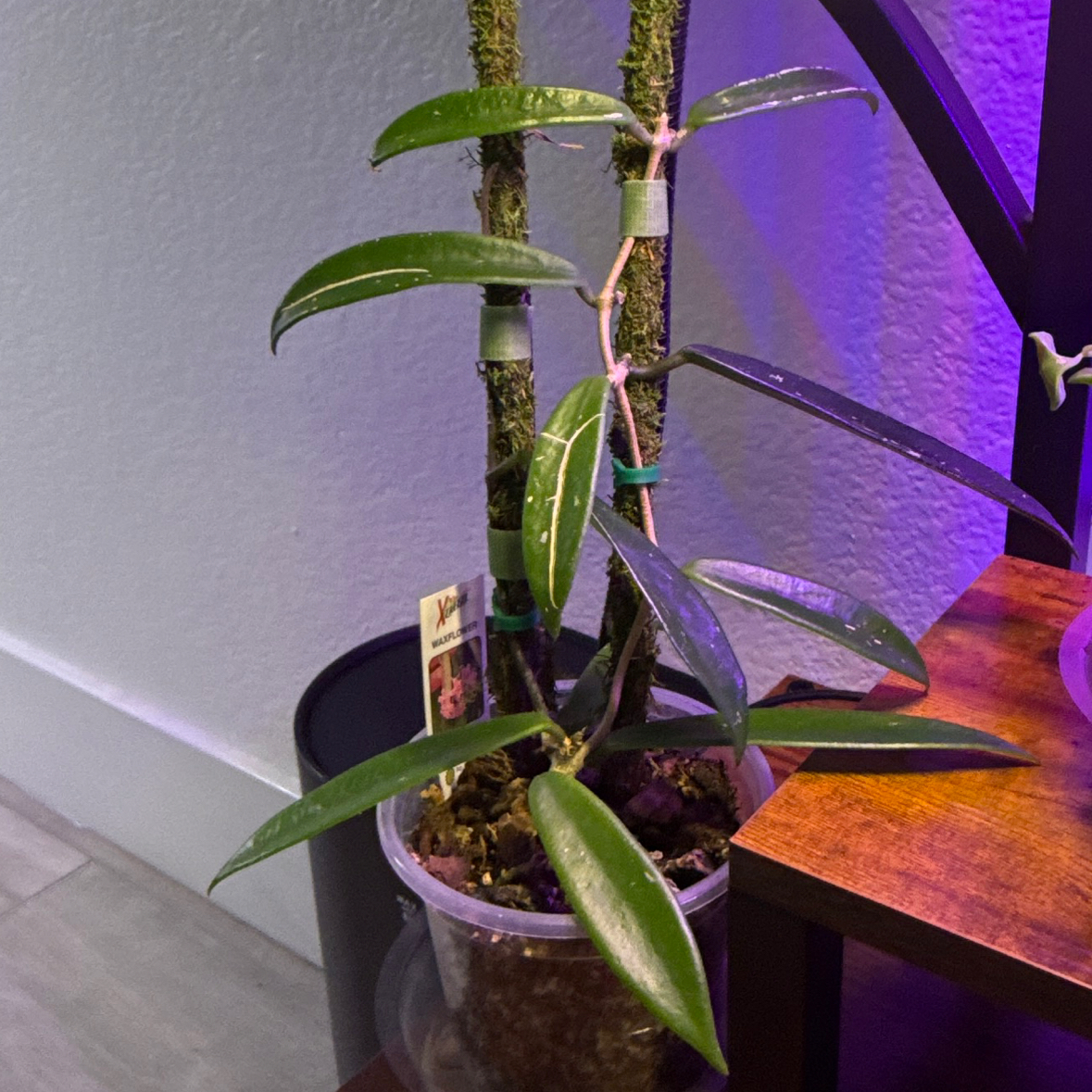 Photo of the plant species Hoya Minibelle by @Drayahhh named Hoya on Greg, the plant care app