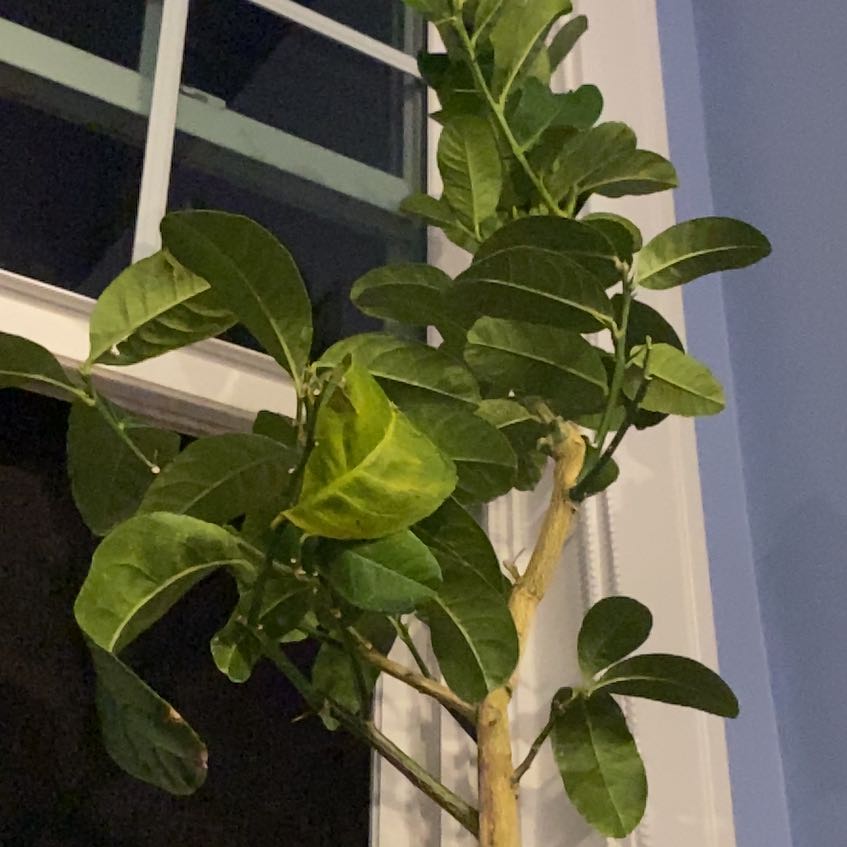 Photo of the plant species Buddha's Hand Citron by @TopRaintree11 named Apollo on Greg, the plant care app