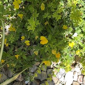 Photo of the plant species Widdy by @RomanticAlbo85 named Elina on Greg, the plant care app