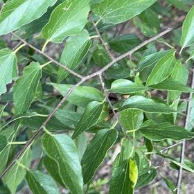Photo of the plant species European Hackberry by @WhizBlacklocust named Nithin on Greg, the plant care app