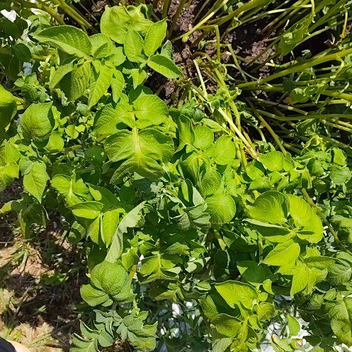 Photo of the plant species Red Potatoes by @ReliableAgave78 named Redmen on Greg, the plant care app