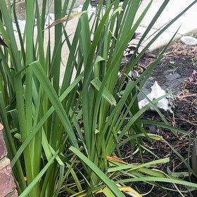 Photo of the plant species Yellow Iris by @ValidSpoonyucca named Shakira on Greg, the plant care app