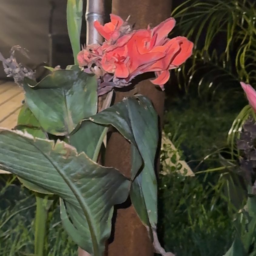 Photo of the plant species Torch Ginger by @ValidSpoonyucca named Spike Leaves on Greg, the plant care app