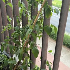 Photo of the plant species Crimson Clematis by @NoblyFlax69 named Clematis on Greg, the plant care app
